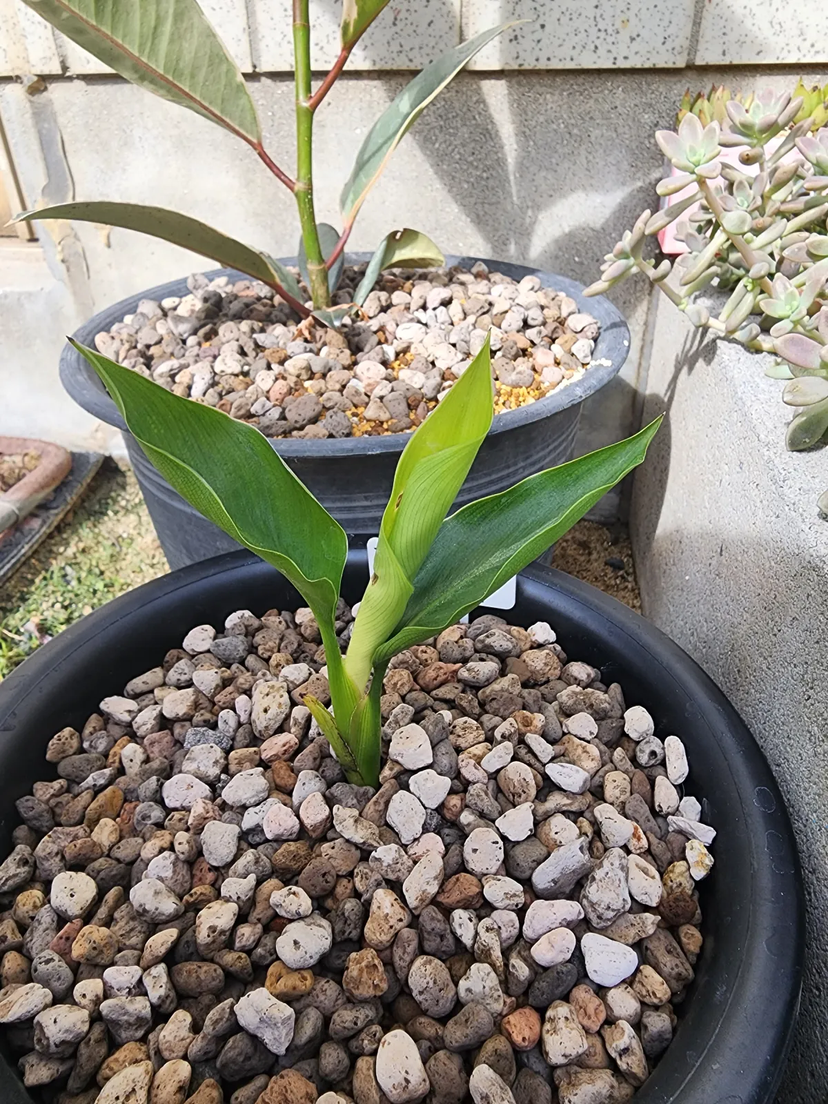 Strelitzia nicolai (ストレリチア ニコライ)