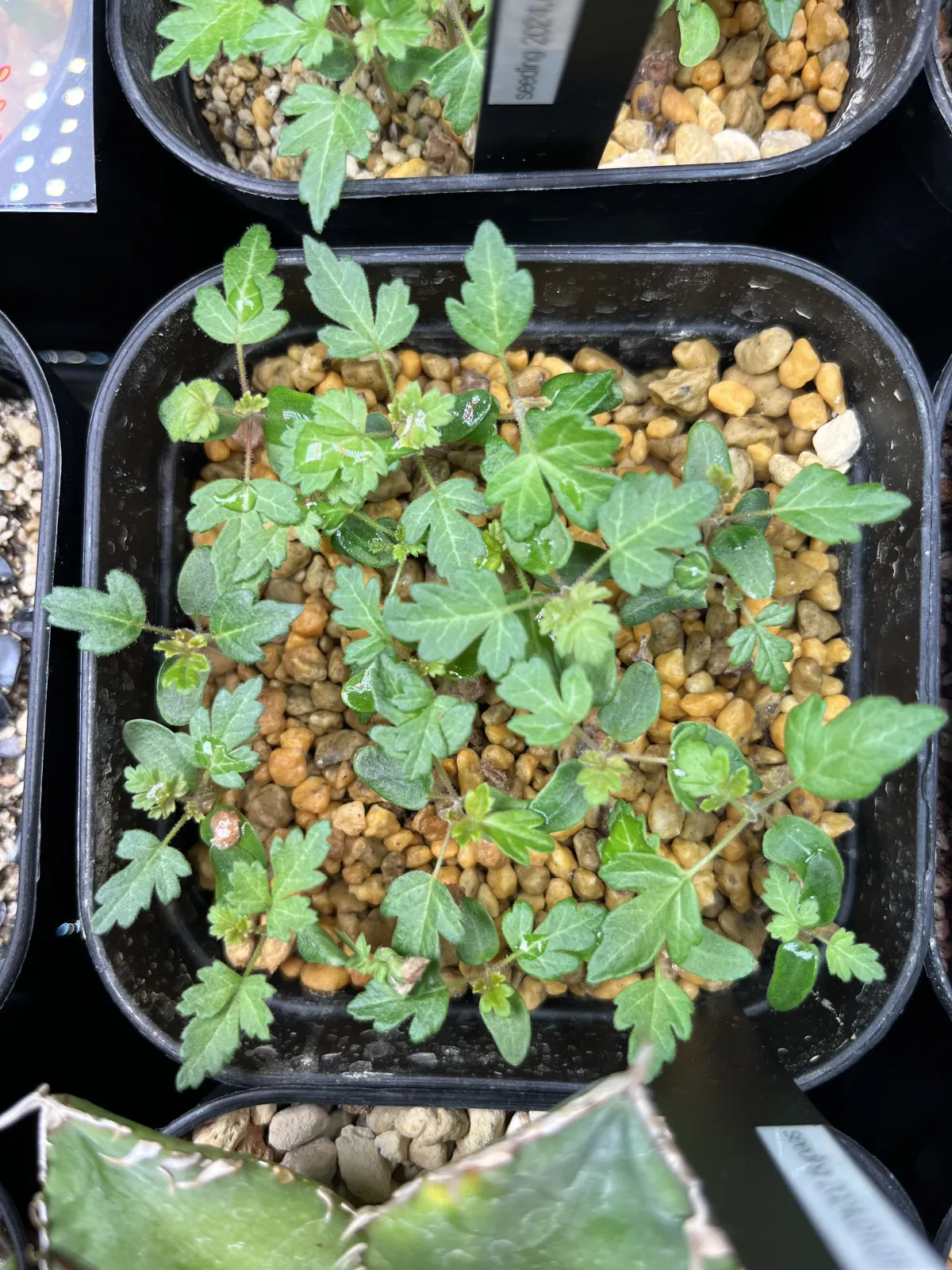 Pachycormus discolor (パキコルムス ディスカラー)