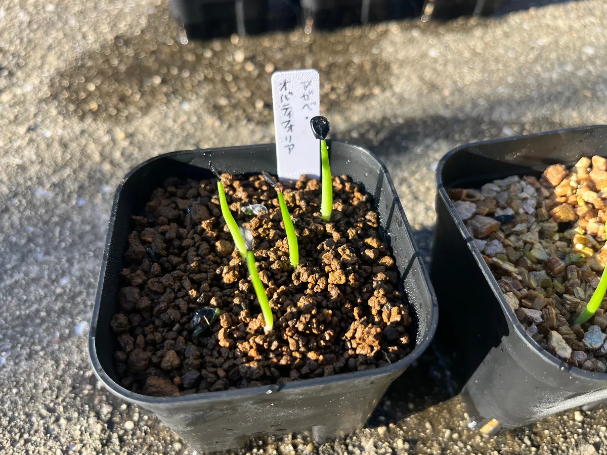 Agave ovatifolia (アガベ オバティフォリア)