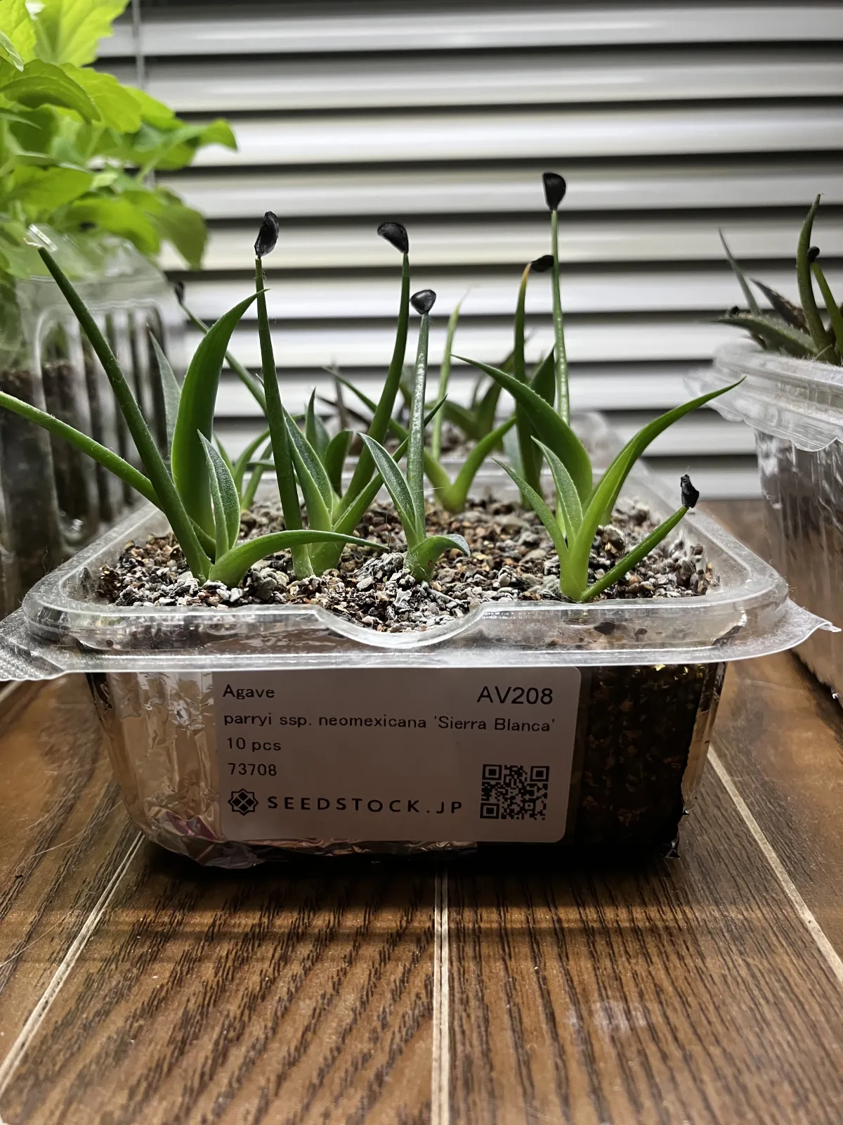 Agave parryi ssp. neomexicana 'Sierra Blanca' (アガベ ネオメキシカーナ シエラブランカ)