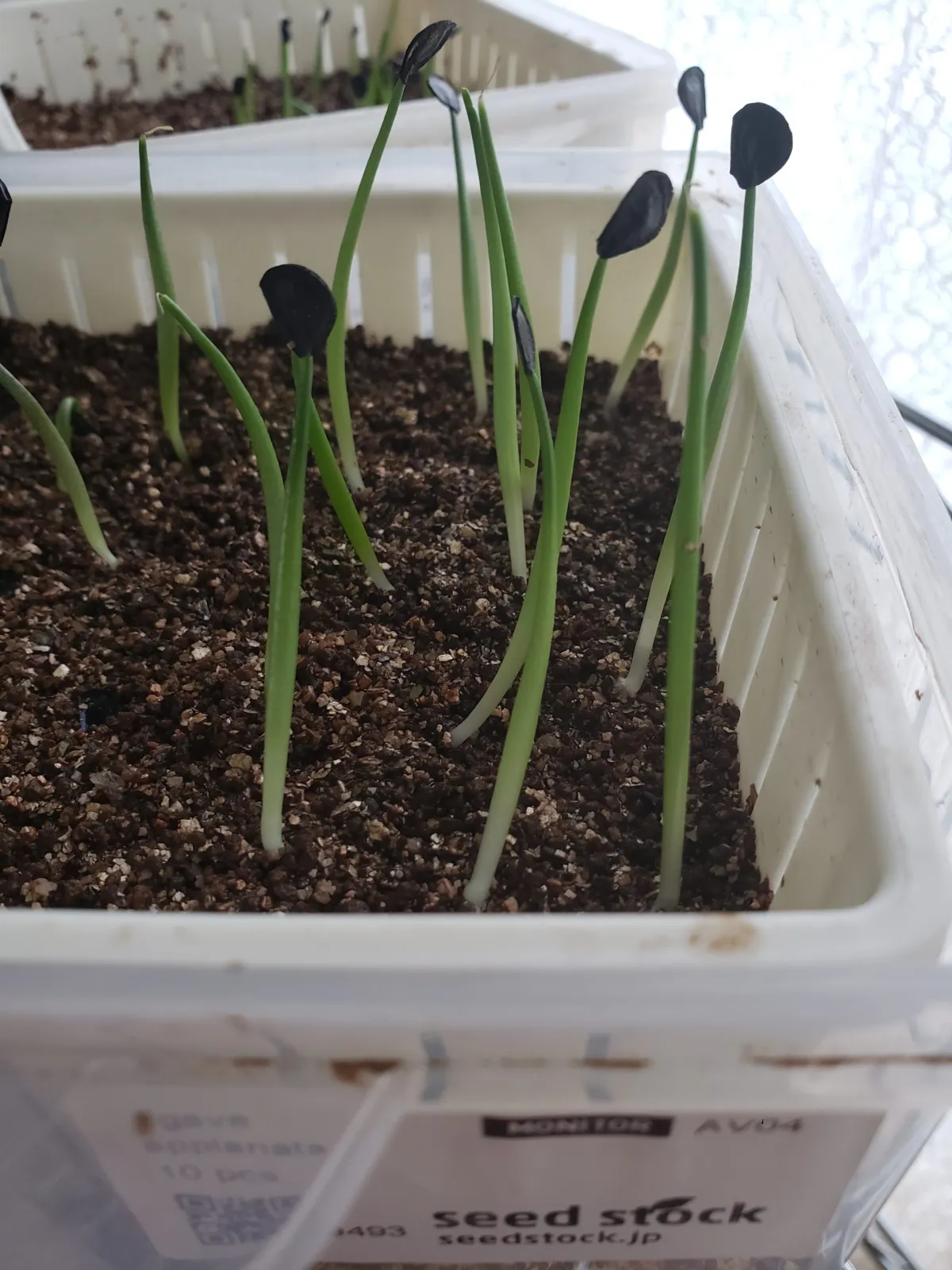 Agave applanata (アガベ アプラナータ 孫悟空)