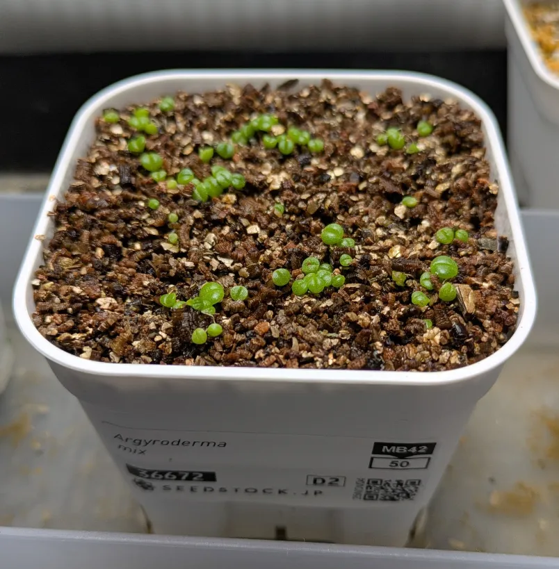 Argyroderma mix mix (アルギロデルマ)