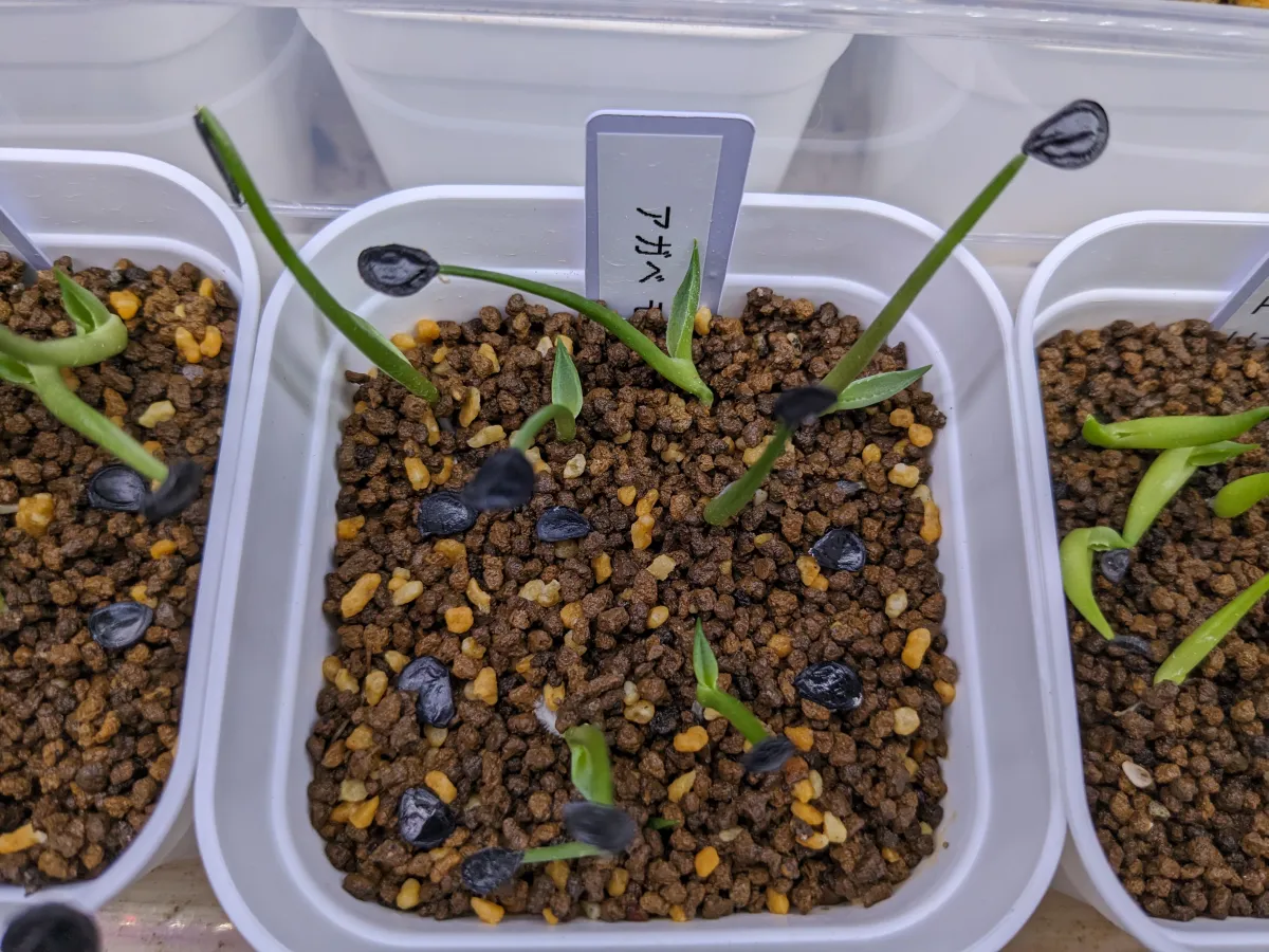 Agave montana (アガベ モンタナ)