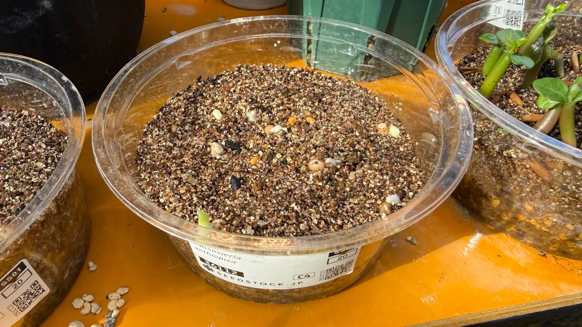 Sansevieria aethiopica (サンセベリア エチオピカ)