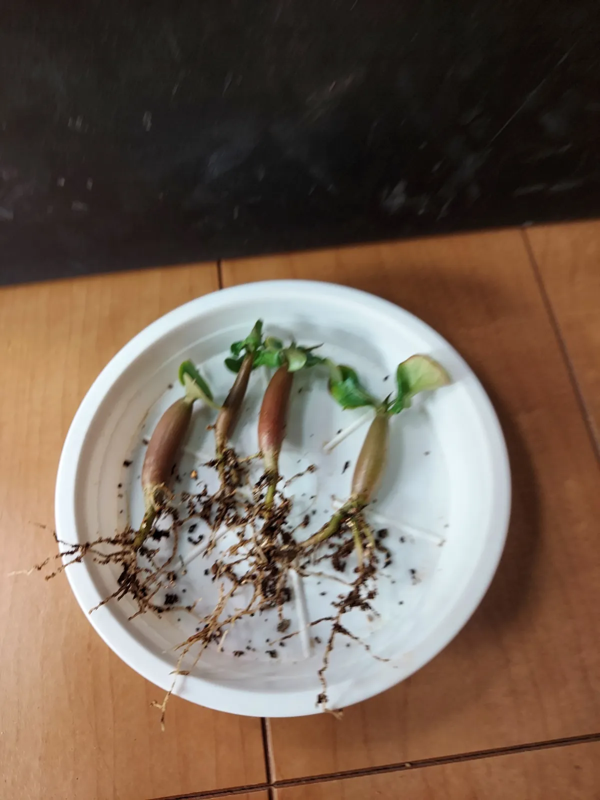 Adenium arabicum Rashiny (アデニウム アラビカム ラシニー)