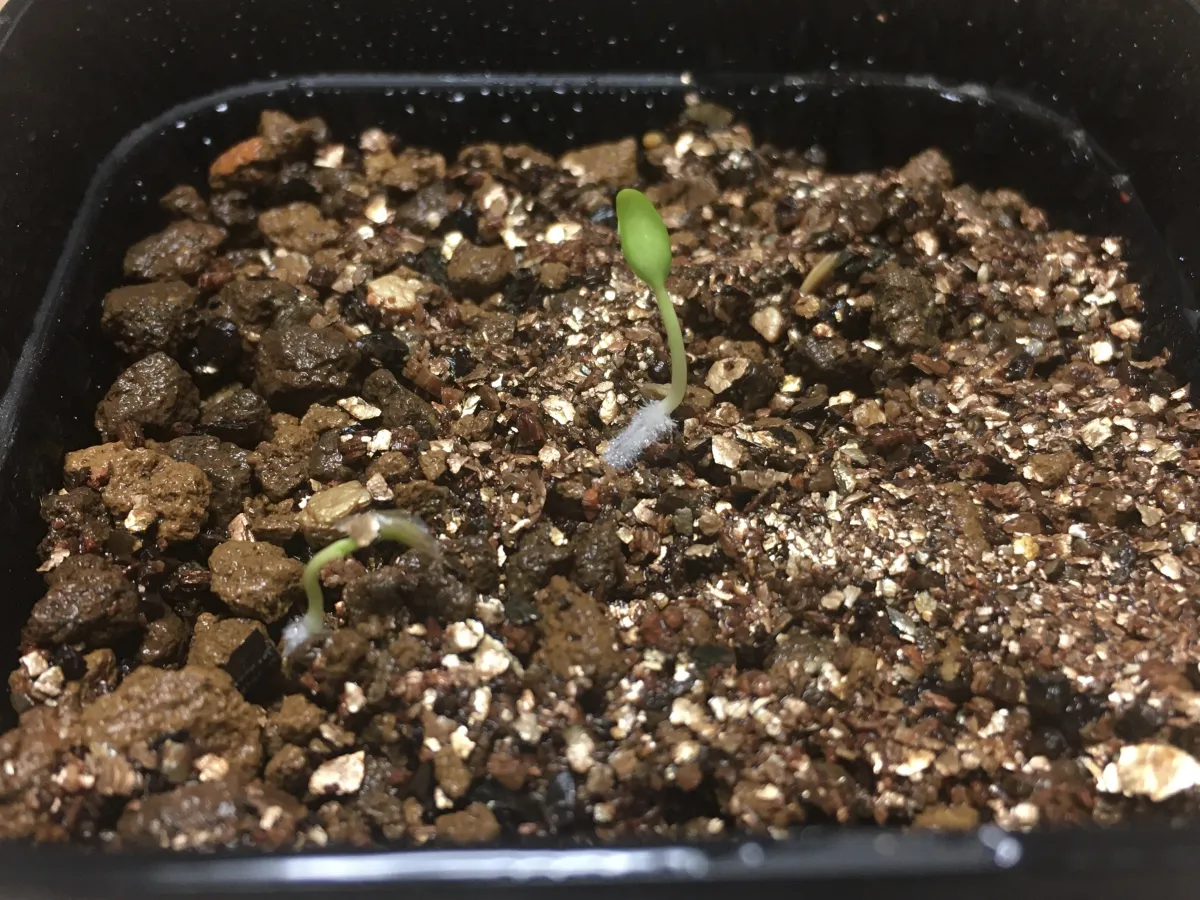 Fouquieria purpusii (フォークイエリア プルプシー)