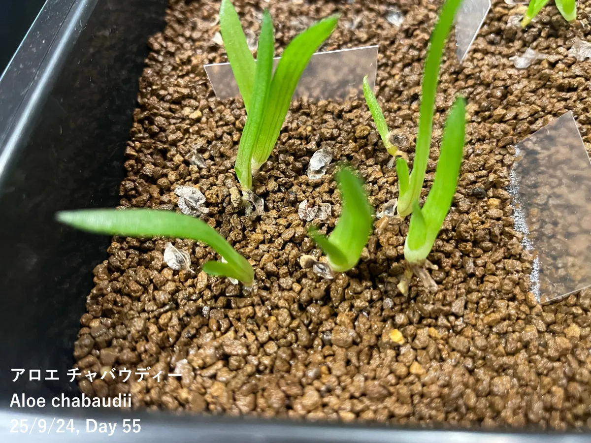 Aloe chabaudii (アロエ チャバウディー)