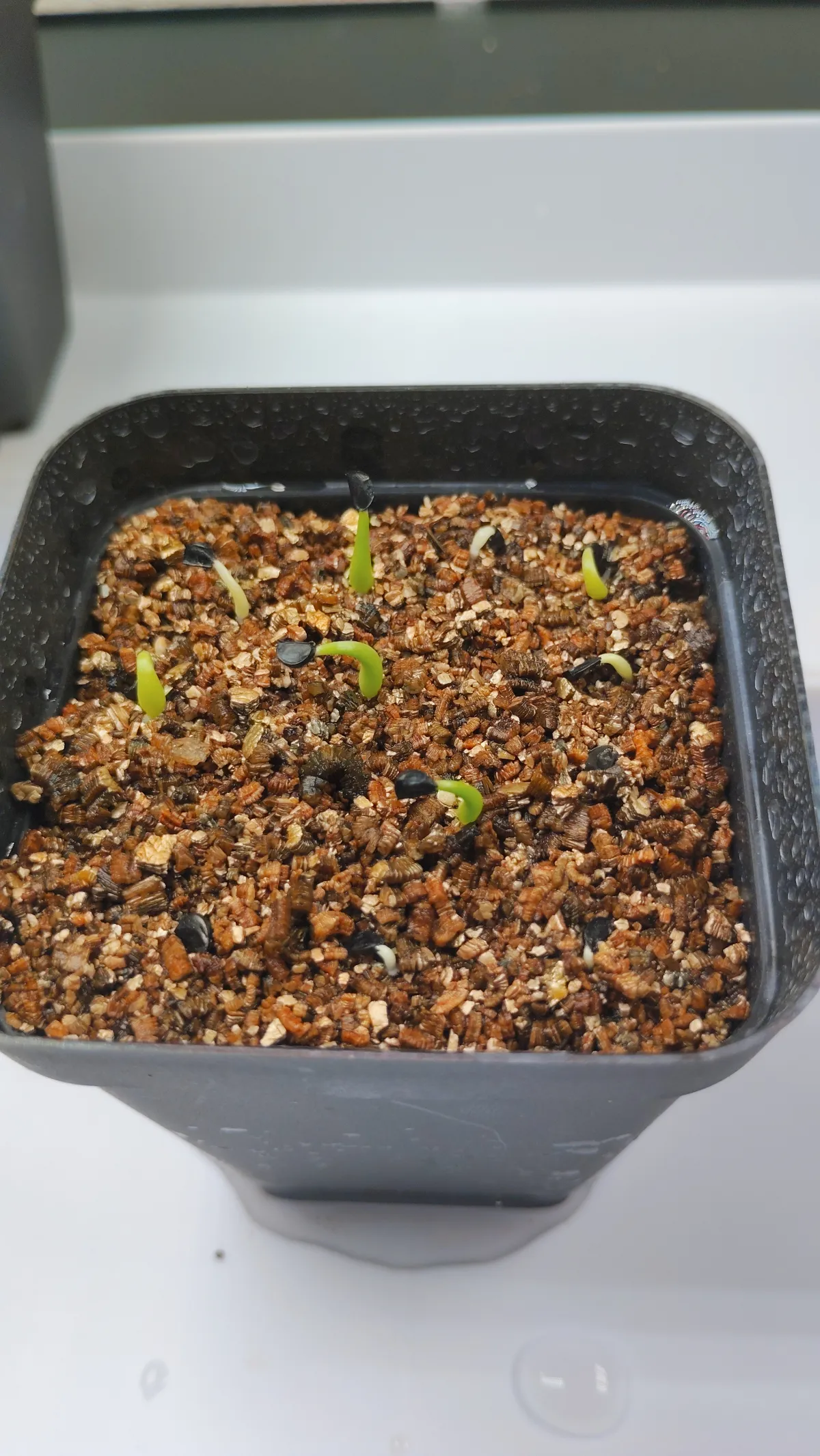 Agave stricta rubra (アガベ ストリクタ ルブラ)