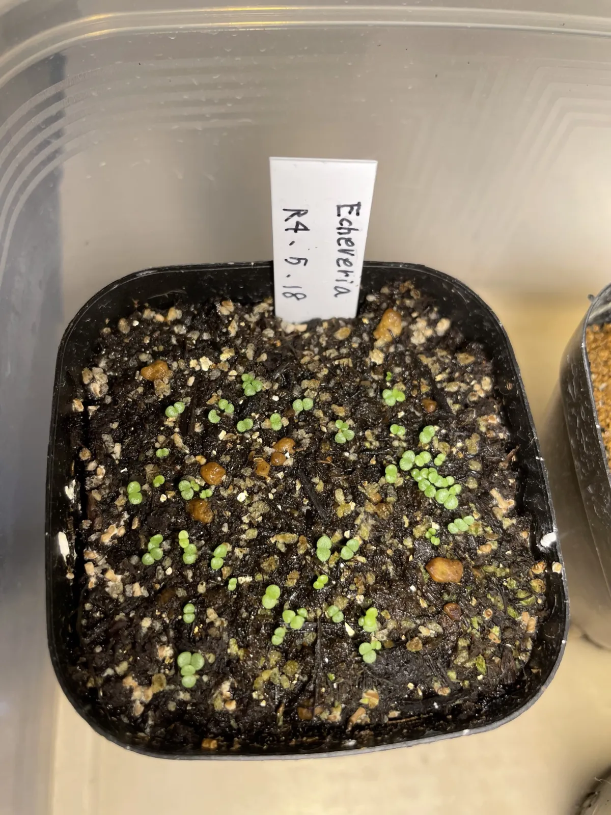 Echeveria cante White Cloud Echeveria (エケベリア カンテ)