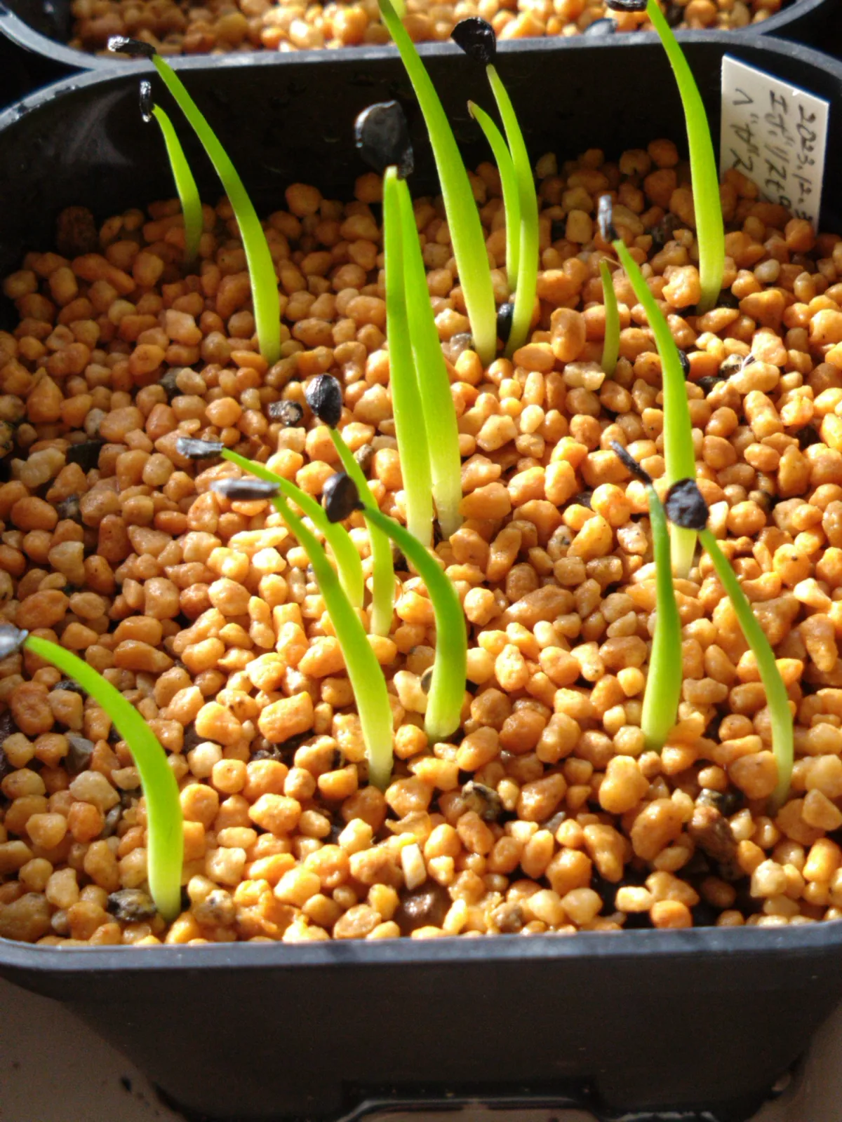 Agave utahensis var. eborispina 'Vegas' (アガベ エボリスピナ ヴェガス)