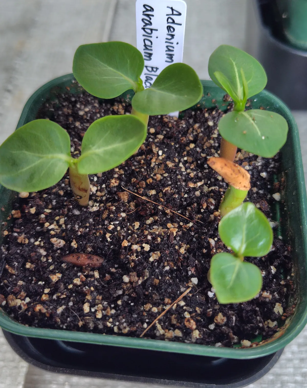 Adenium arabicum 'Black Skin' (アデニウム ブラックドラゴン)