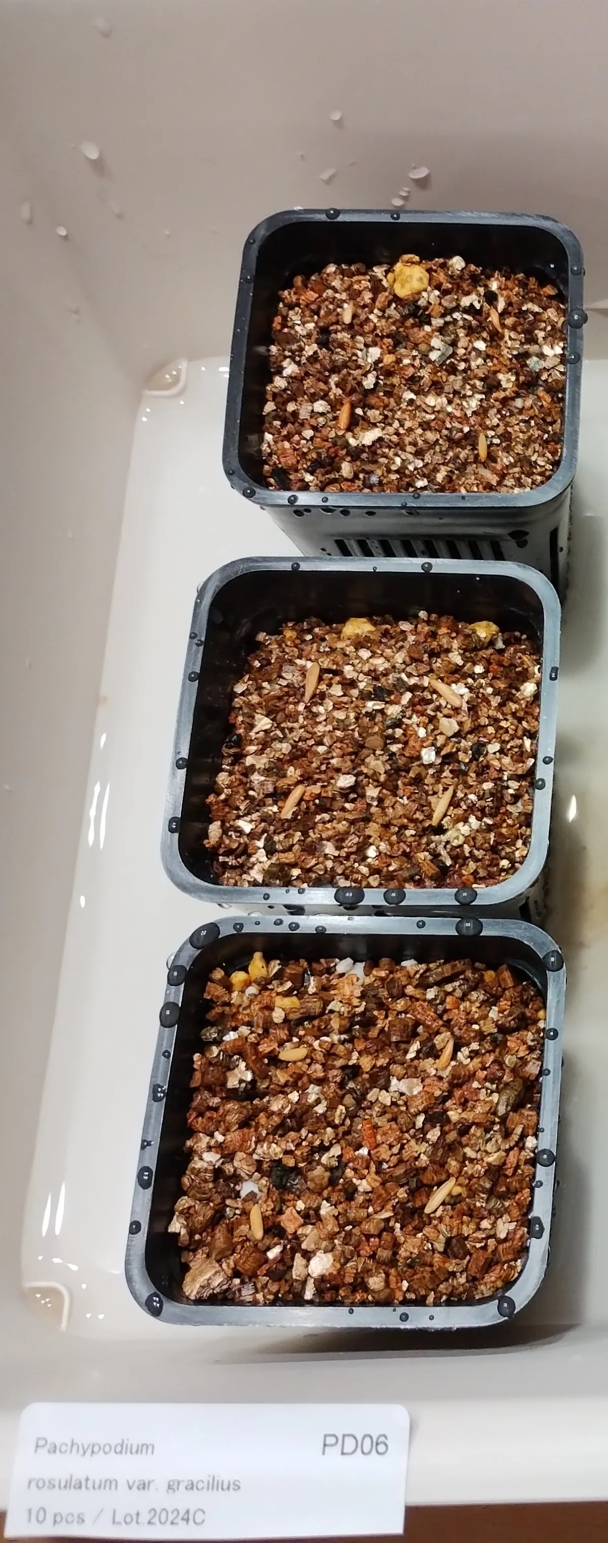 Pachypodium rosulatum var. gracilius (パキポディウム グラキリス)