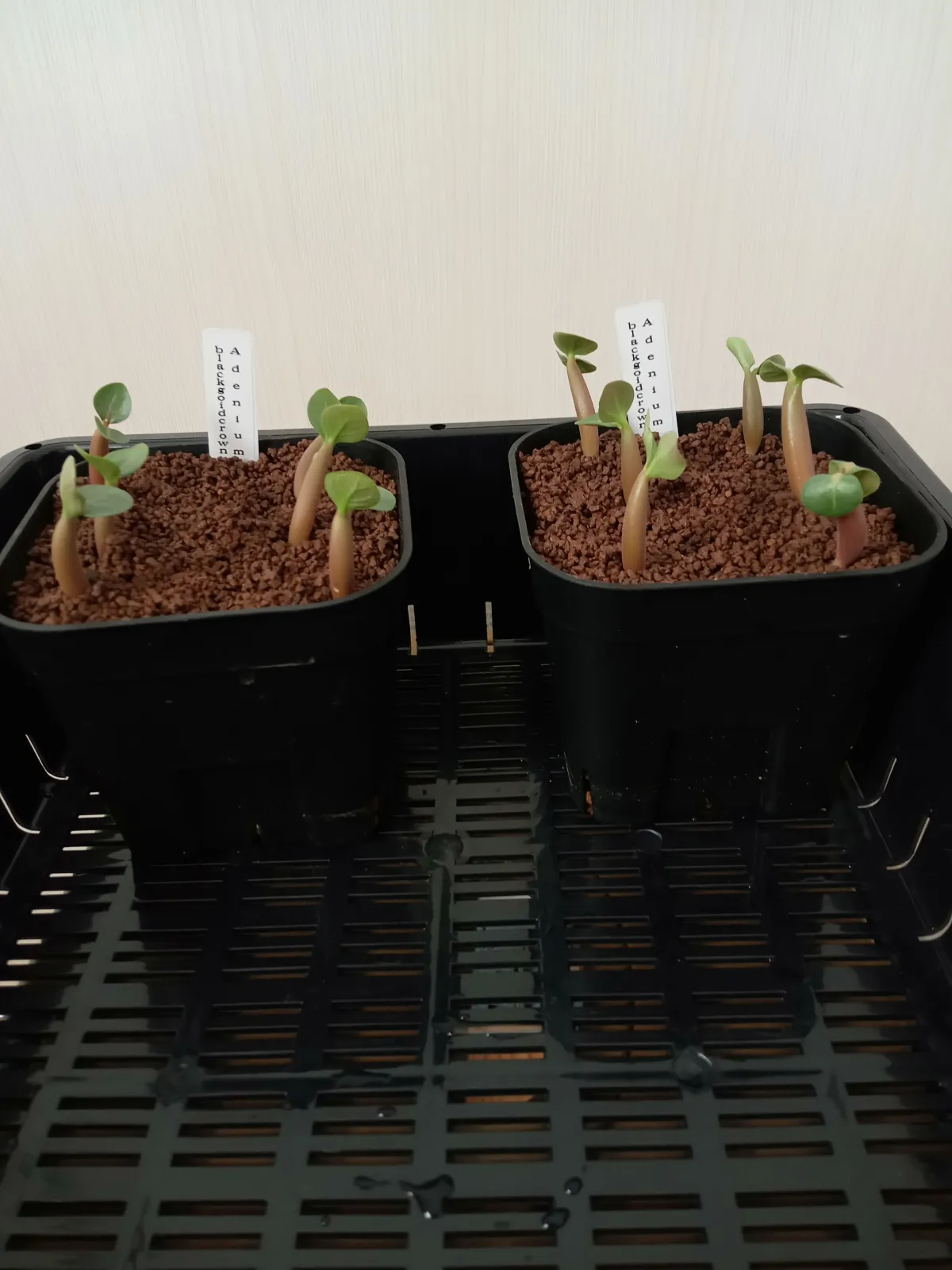 Adenium obesum subsp. obesum Black Gold Crown (アデニウム black gold crown)