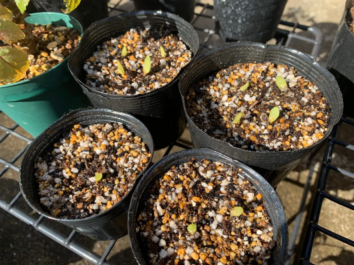 Aloe dhufarensis (アロエ デュファレンシス)