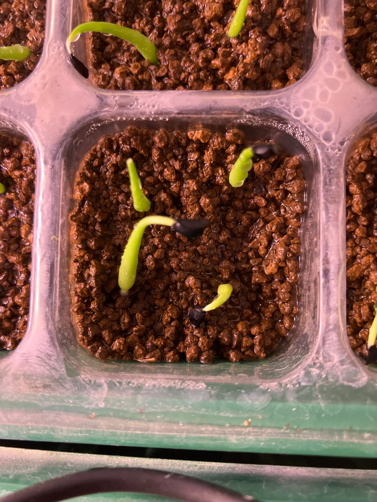 Agave striata subsp. striata Blue Dwarf (アガベ ストリアータ ブルードワーフ)