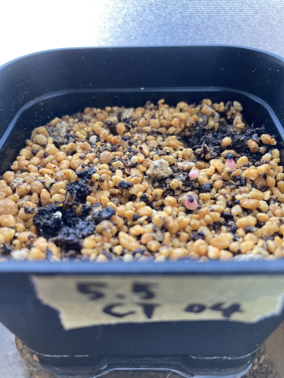 Echinopsis subdenudata (エキノプシス 大豪丸)