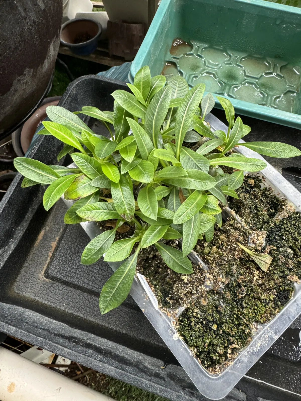 Pachypodium brevicaule subsp. leucoxanthum (パキポディウム レウコキサンツム)