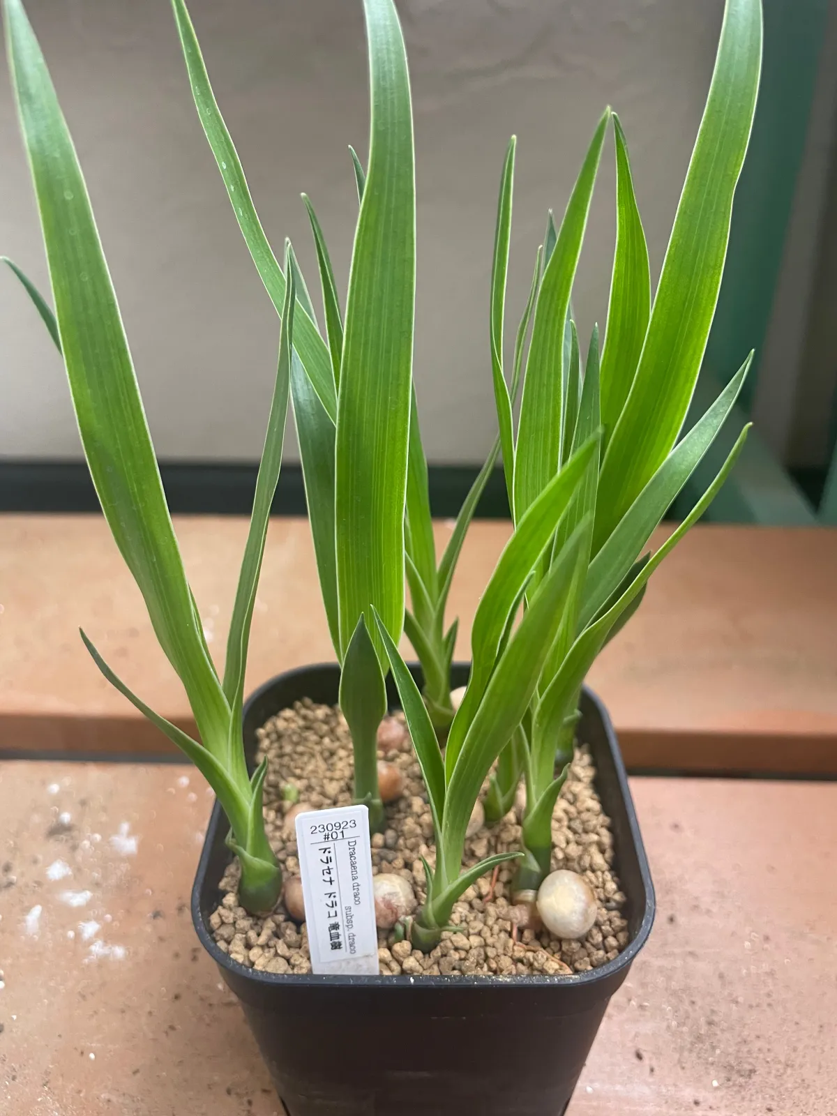 Dracaena draco subsp. draco (ドラセナ ドラコ)