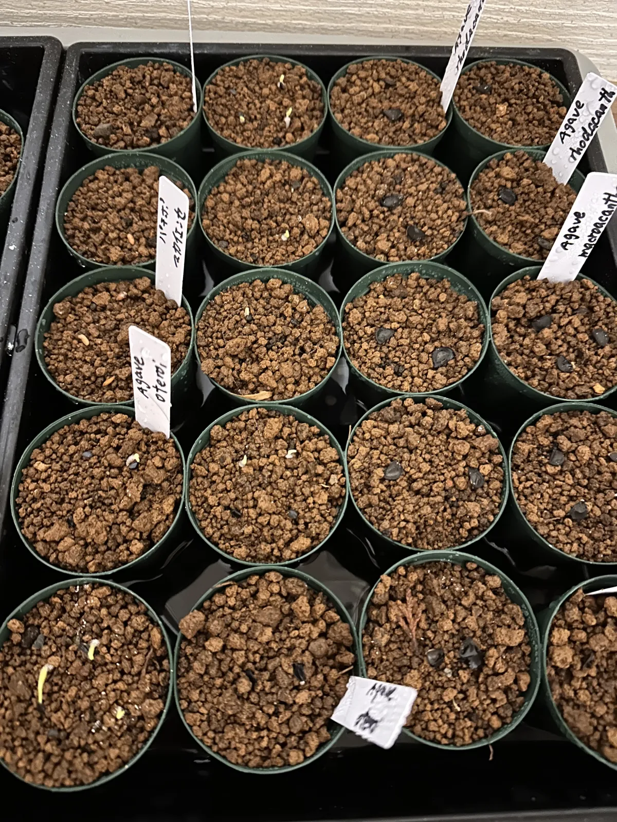 Agave oteroi (アガベ オテロイ)