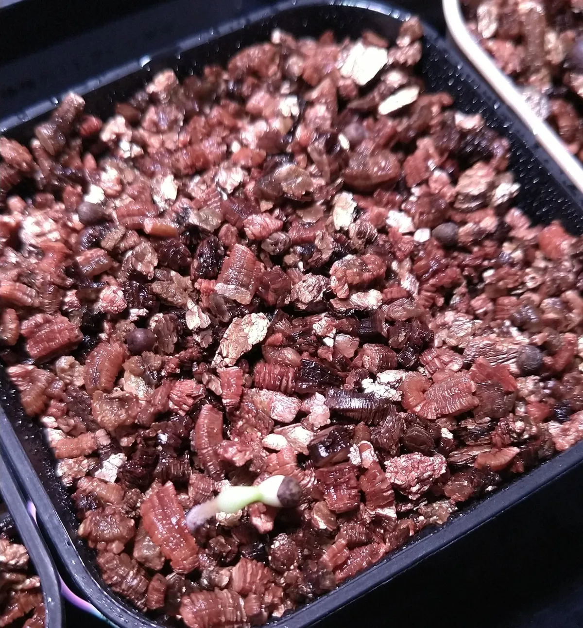 Euphorbia obesa subsp. obesa (ユーフォルビア オベサ)