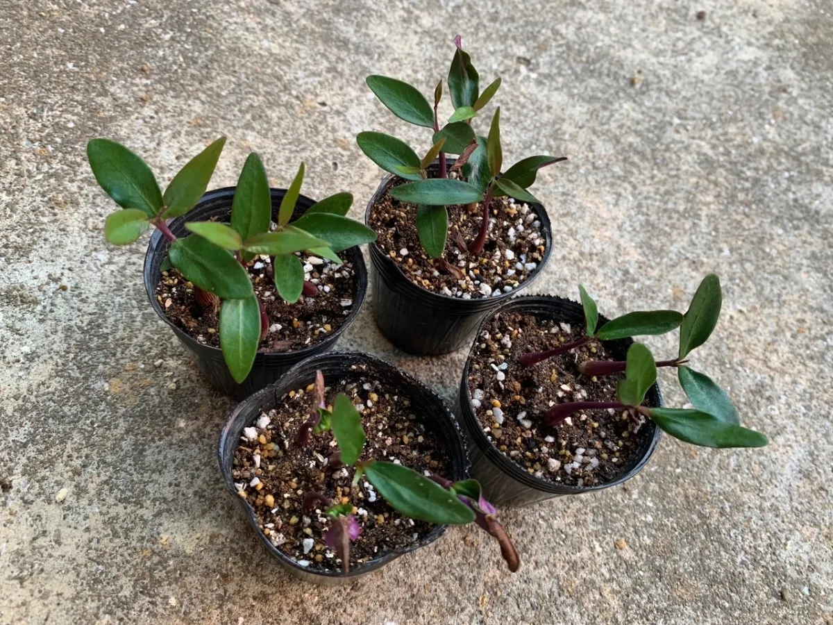 Petopentia natalensis (ペトペンチア ナタレンシス)