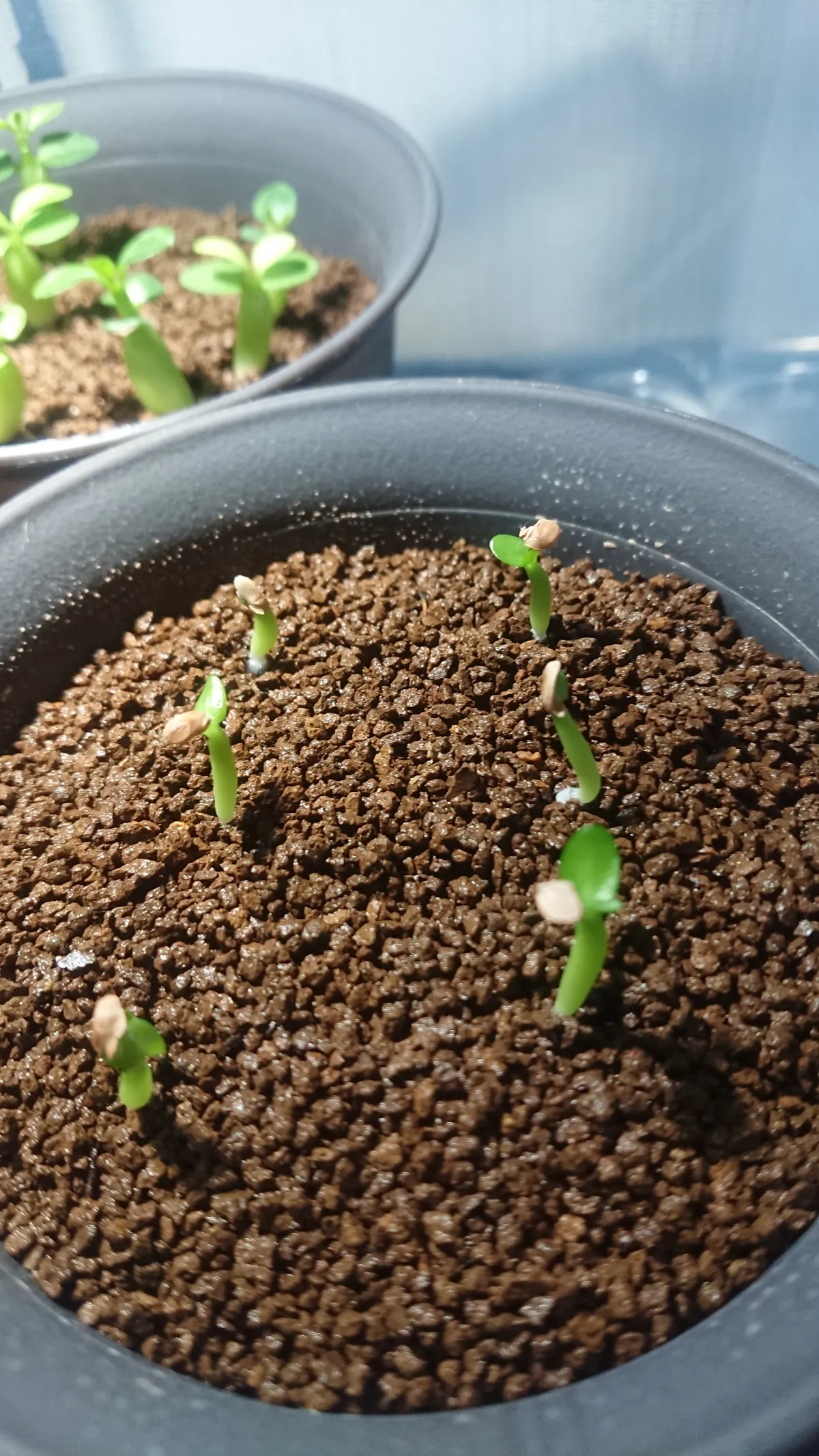 Pachypodium enigmaticum (パキポディウム エニグマチカム)