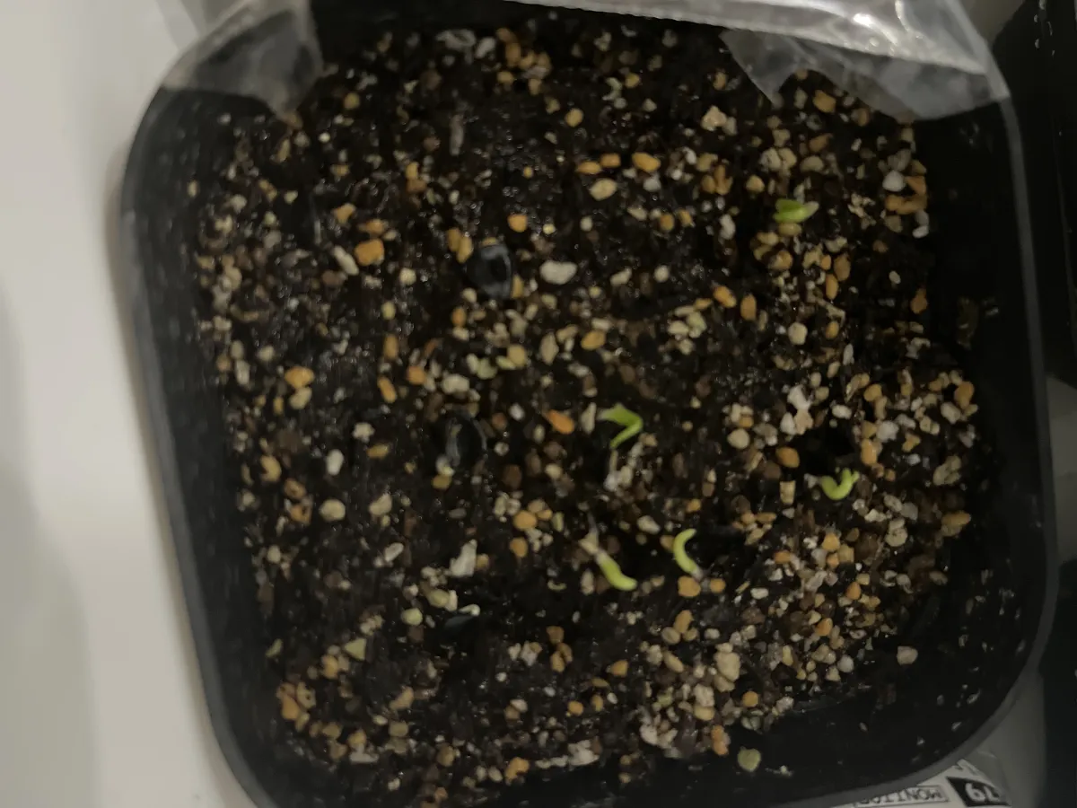 Agave parryi var. truncata (アガベ パリー トランカータ)