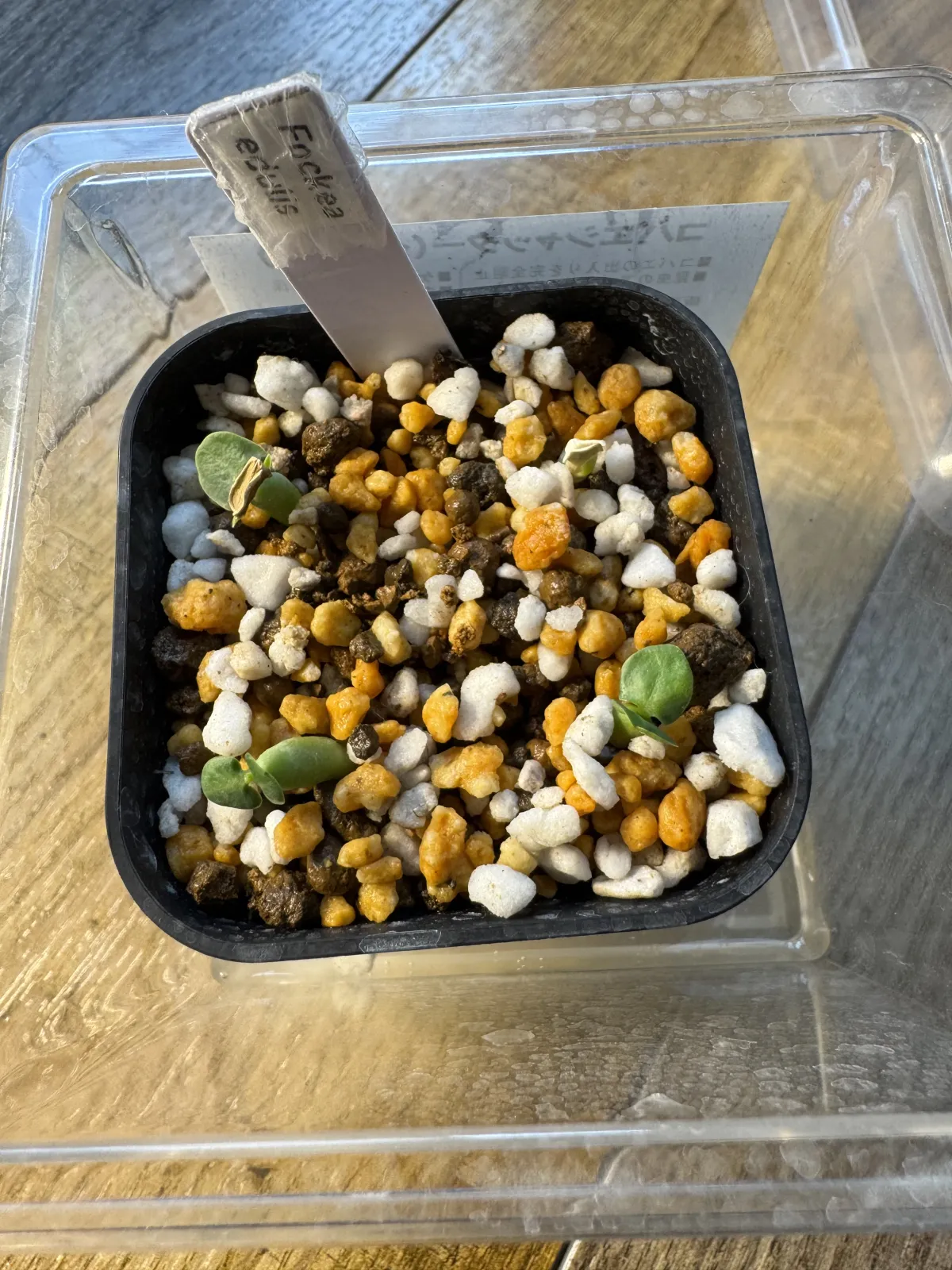 Fockea edulis (フォッケア 火星人)