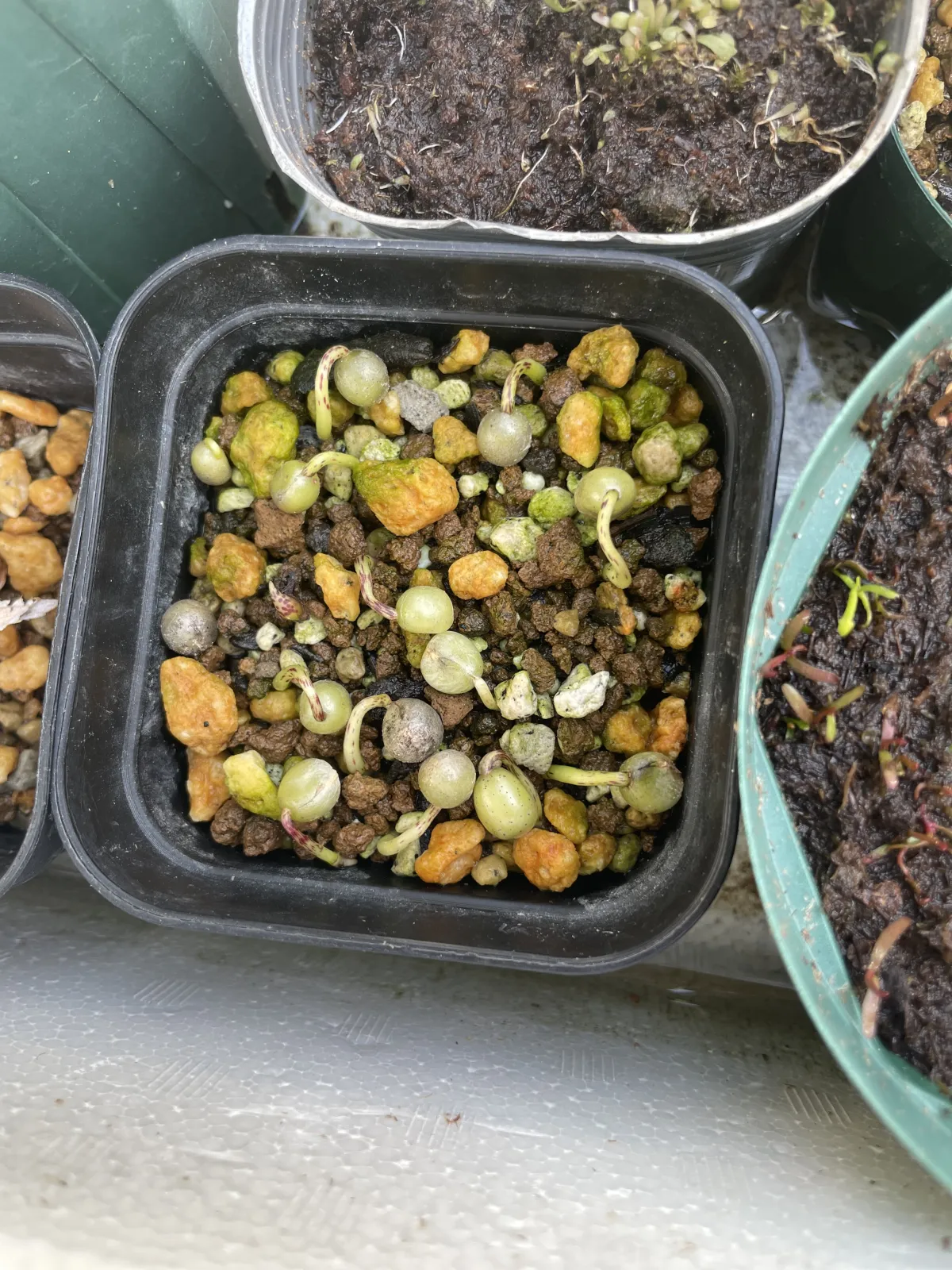 Scadoxus multiflorus (スカドクサス マルチフローラス 発根)