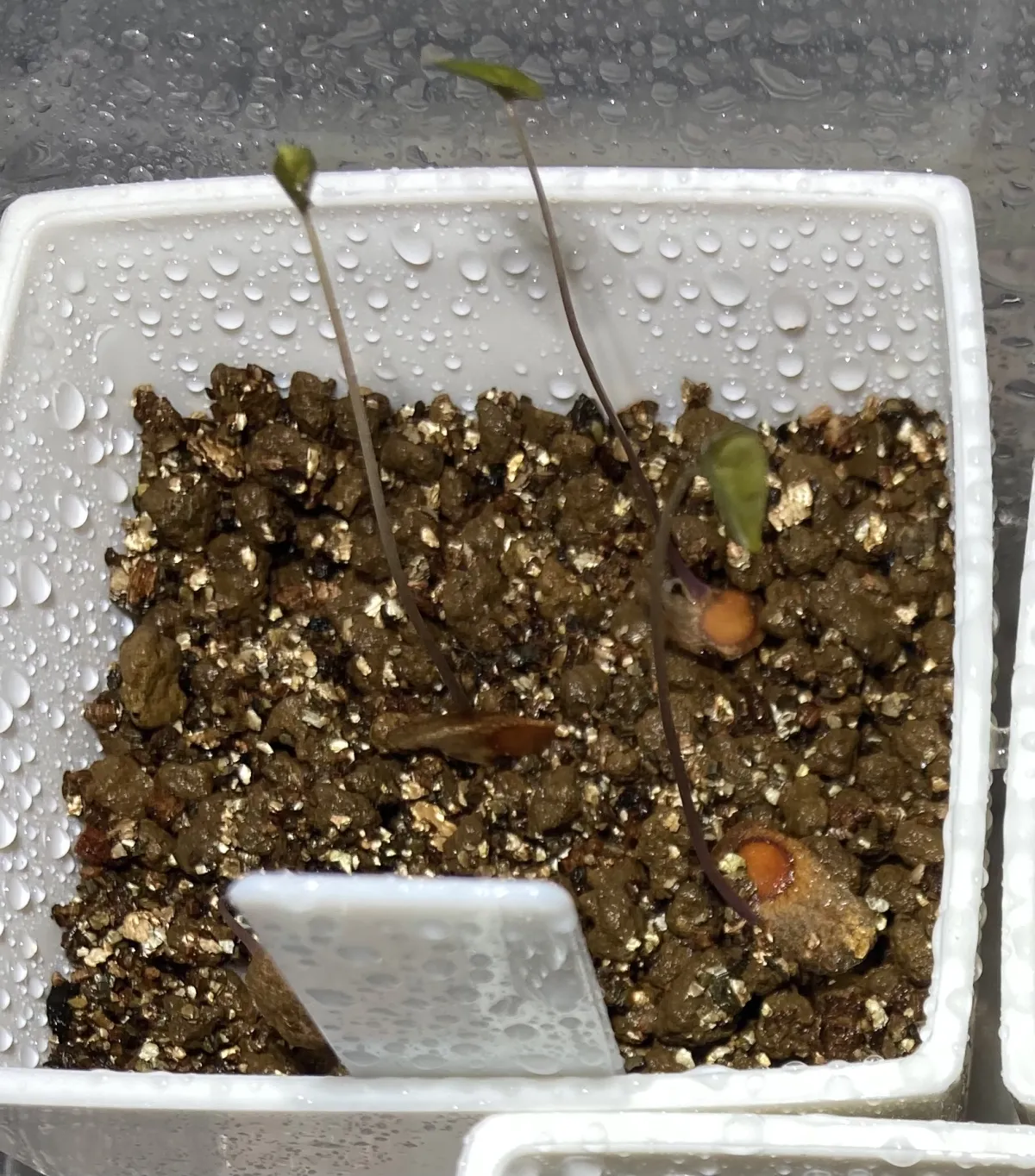 Dioscorea elephantipes (ディオスコレア エレファンティペス アフリカ亀甲竜)