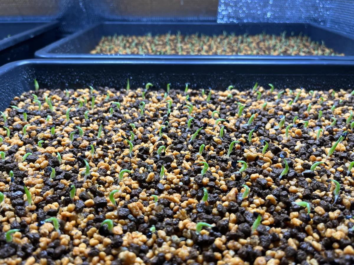 Agave oteroi (アガベ オテロイ)