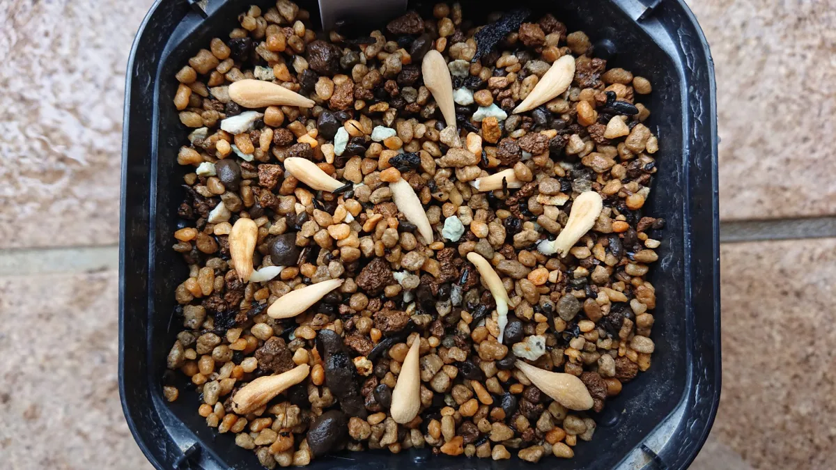 Pachypodium lamerei var. fiherenense (パキポディウム フィヘレンセ)