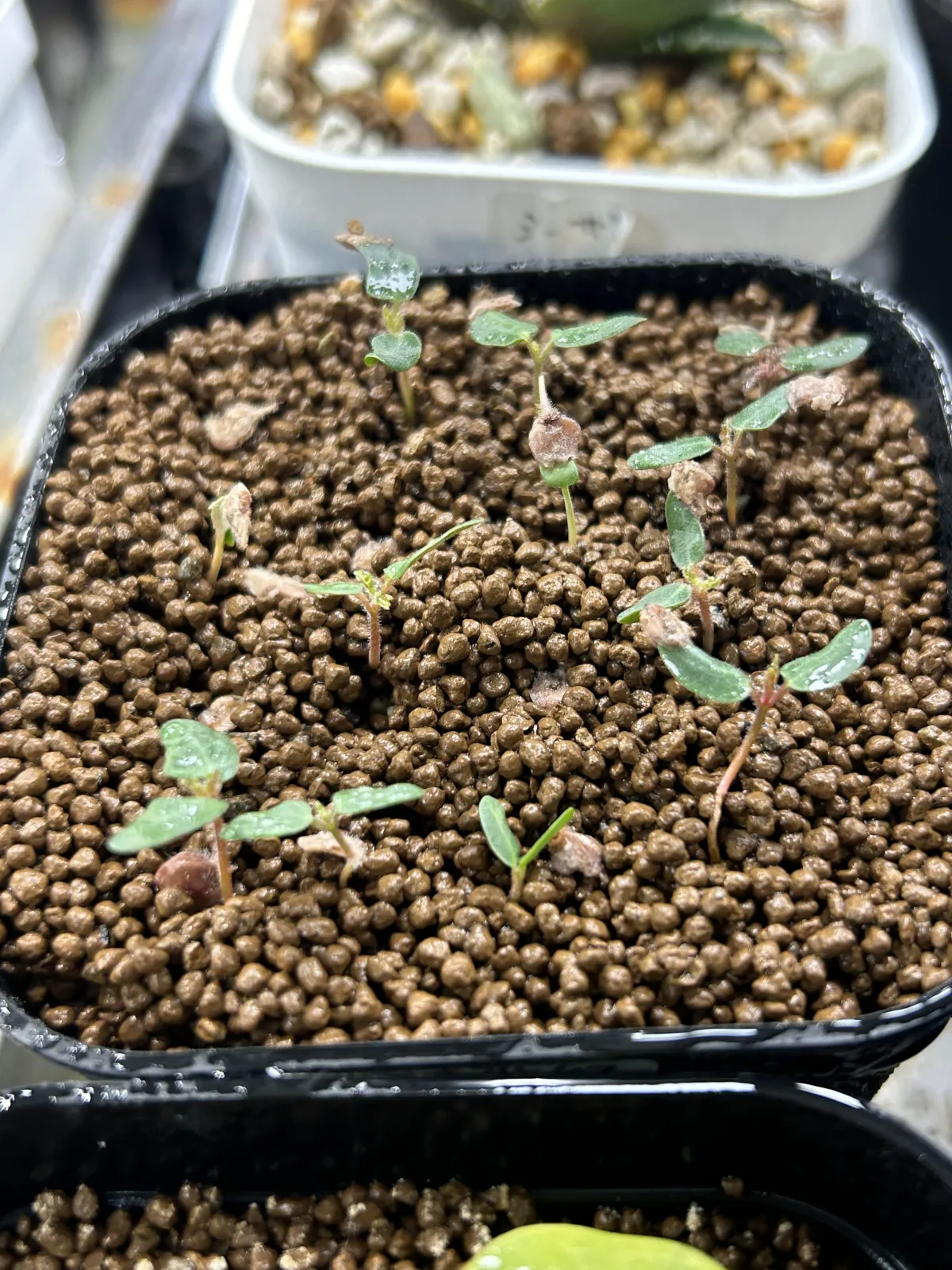 Pachycormus discolor (パキコルムス ディスカラー)