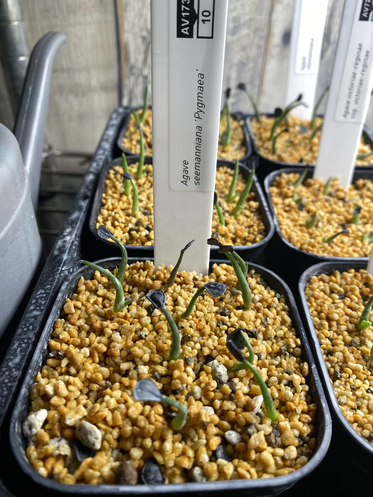 Agave seemanniana (アガベ ピグマエア)