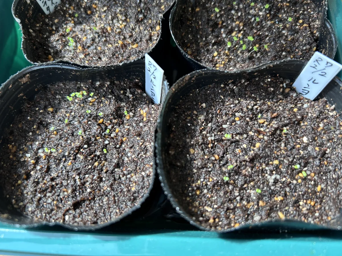 Echeveria runyonii 'Topsy Turvy' (エケベリア ルンヨニー)