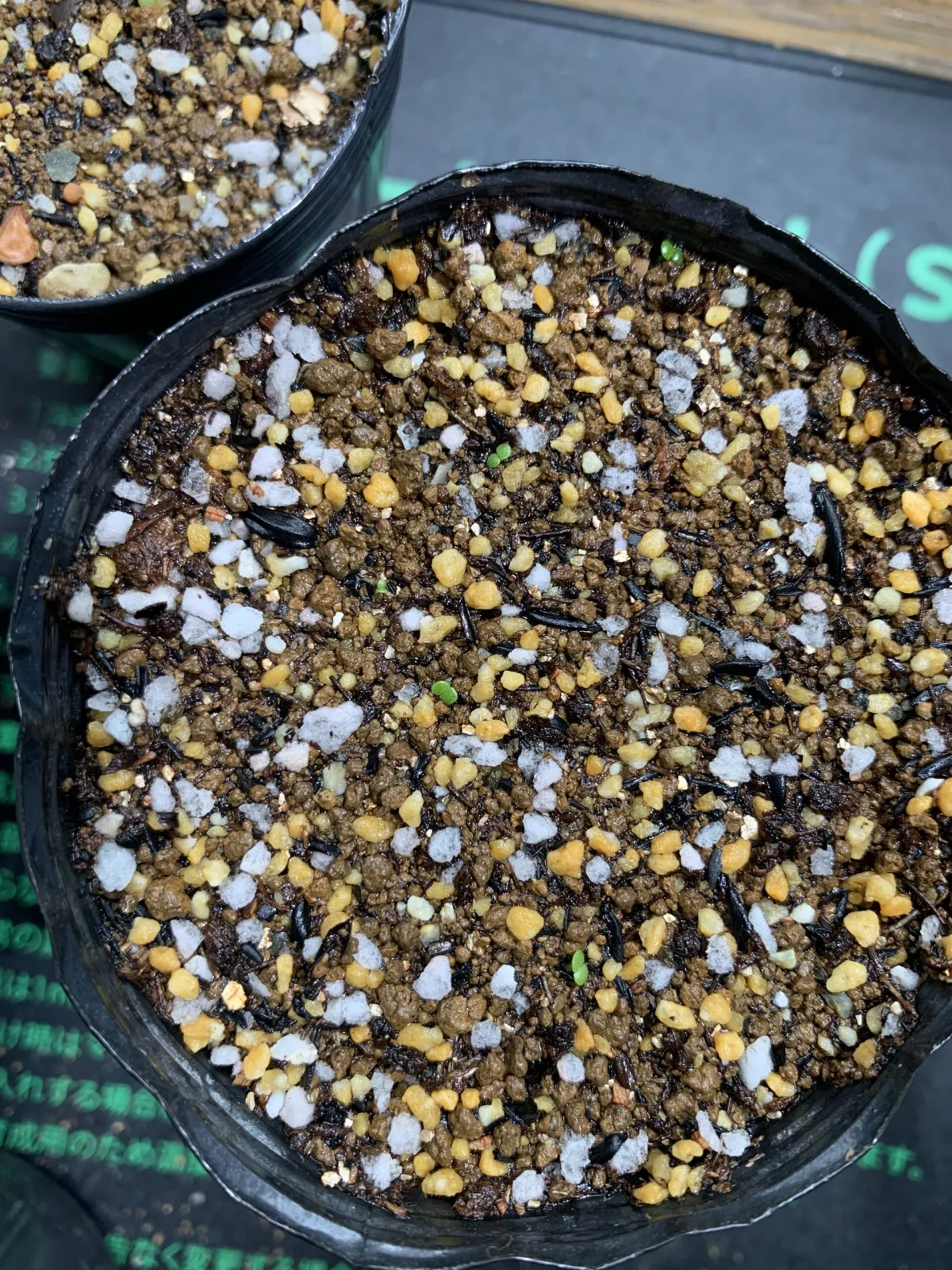 Tylecodon paniculatus (ティレコドン パニクラタス)