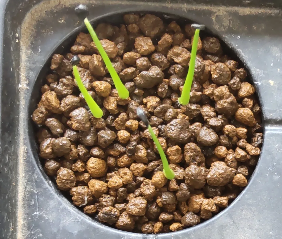 Agave utahensis var. eborispina (アガベ エボリスピナ)