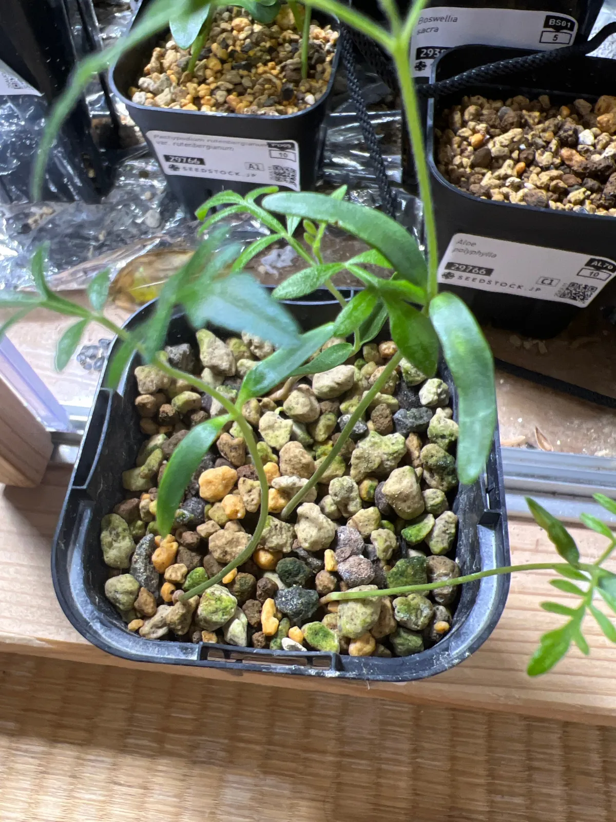 Operculicarya pachypus (オペルクリカリア パキプス2025D)