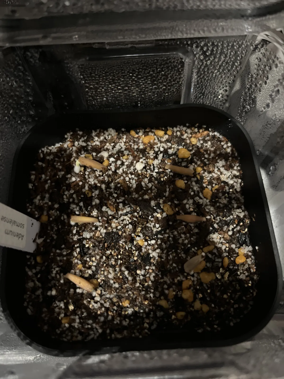 Adenium somalense var. crispum (アデニウム クリスパム)