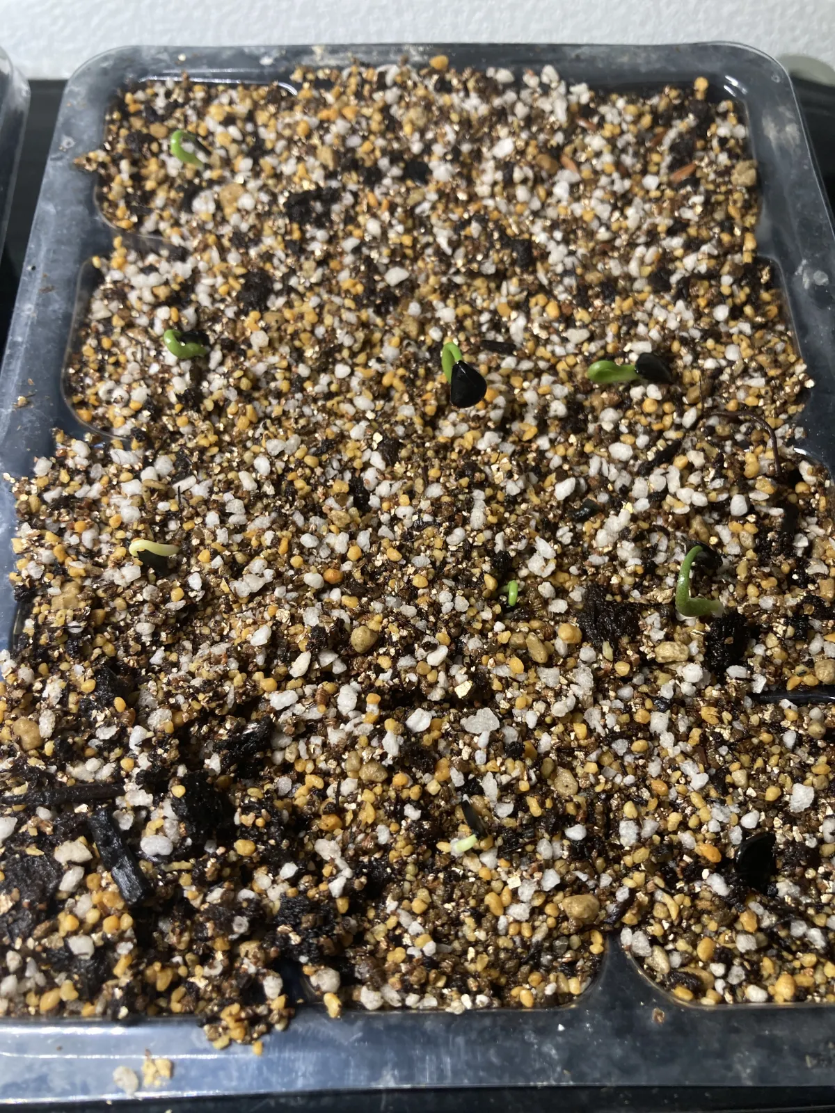 Agave isthmensis (アガベ イシスメンシス)