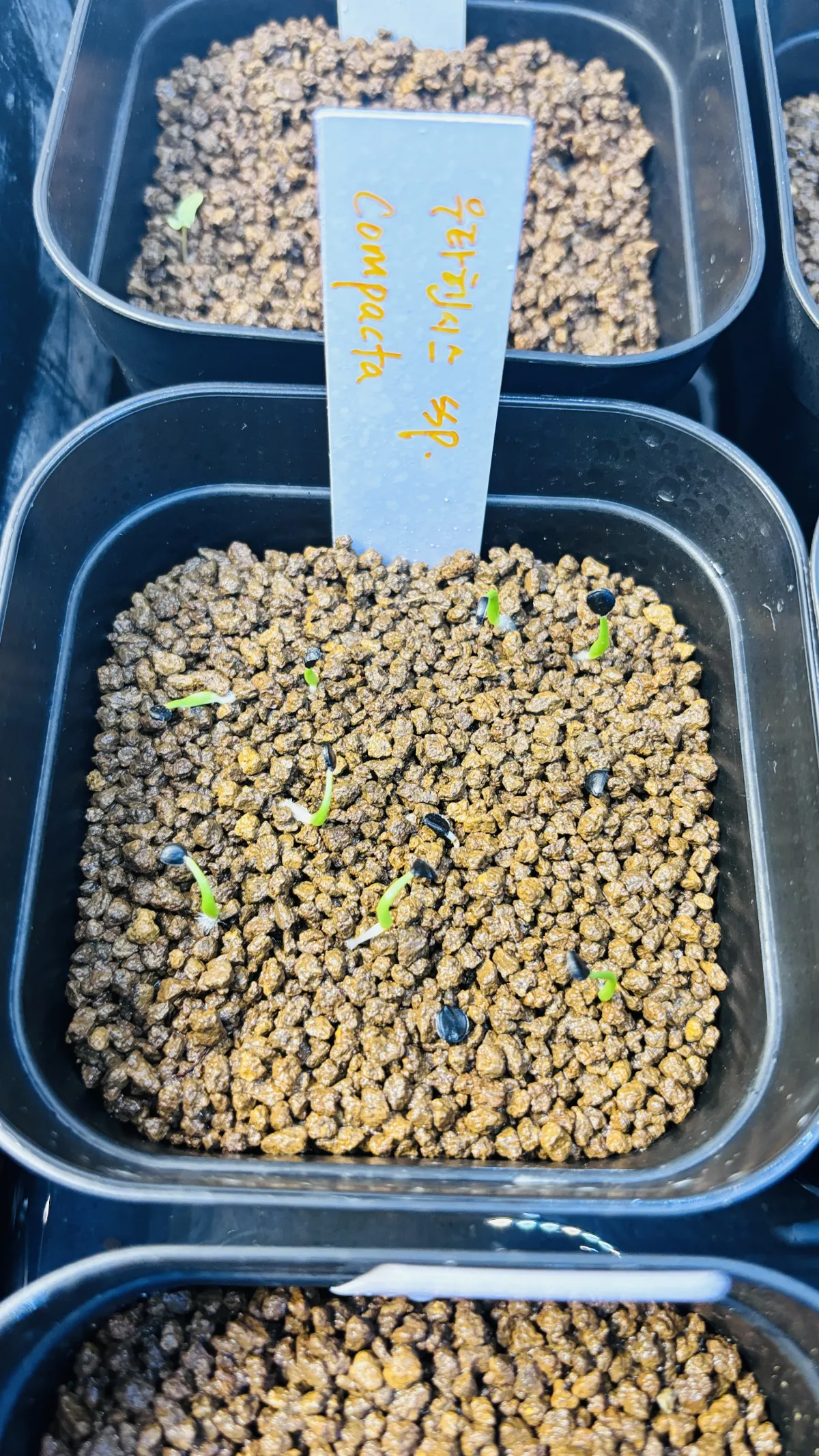 Agave utahensis ssp. utahensis 'Compacta' (アガベ ユタエンシスコンパクタ)