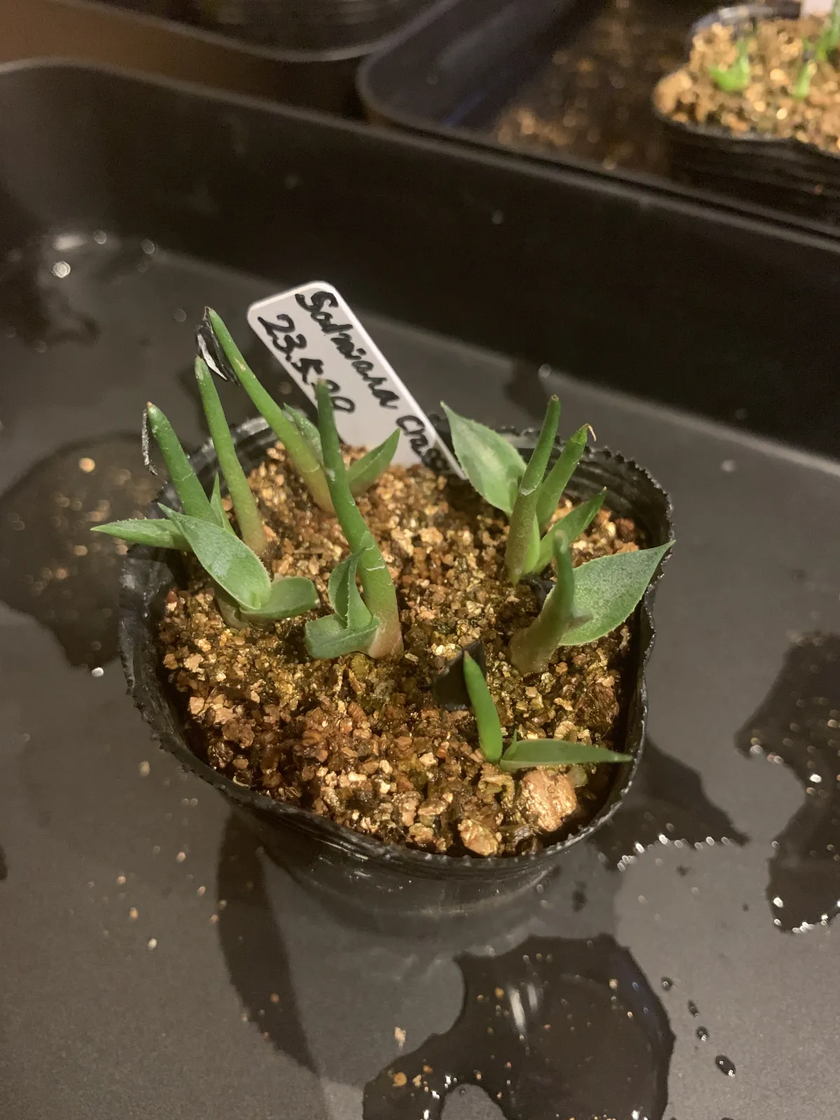 Agave salmiana subsp. salmiana (アガベ サルミアナ)