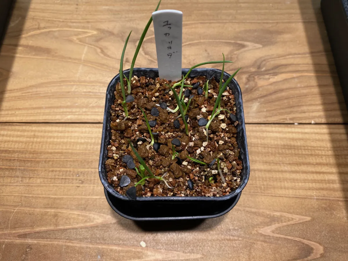 Yucca rigida (ユッカ リギダ)