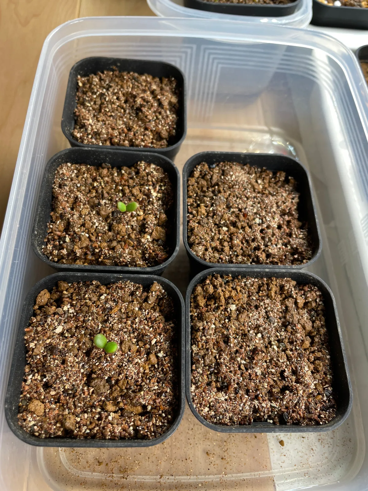 Ceraria pygmaea (ケラリア ピグマエア)