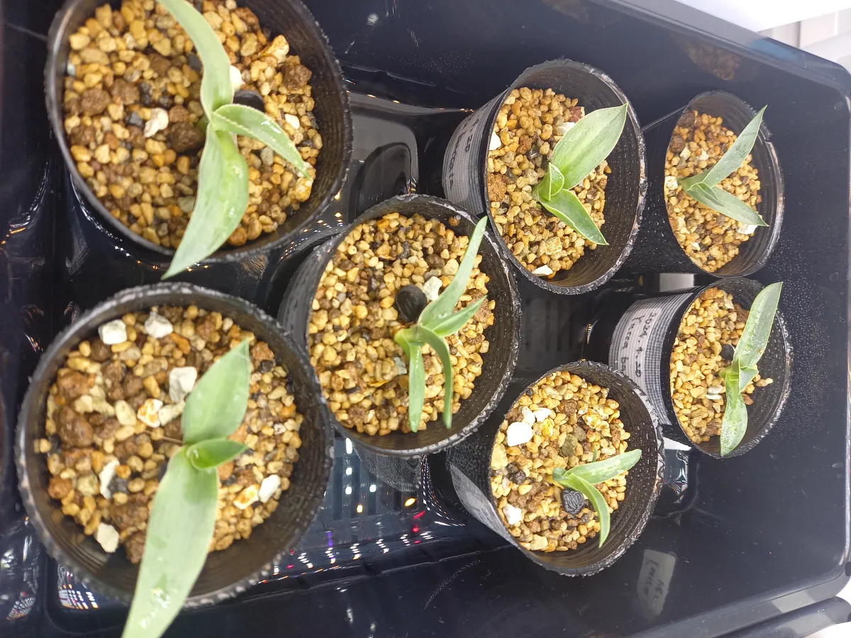 Yucca baccata var. baccata (ユッカ バッカタ)