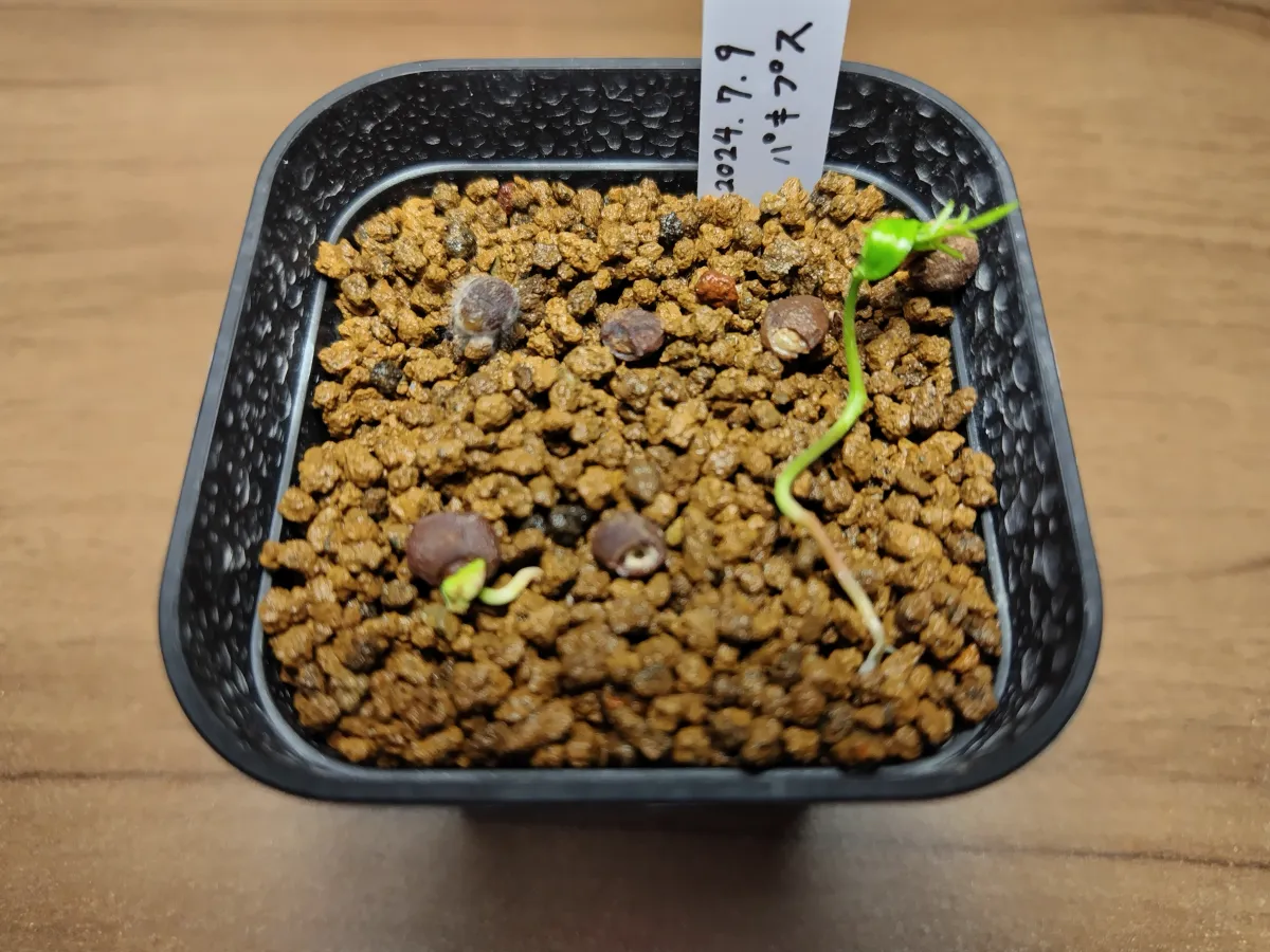 Operculicarya pachypus (オペルクリカリア パキプス)