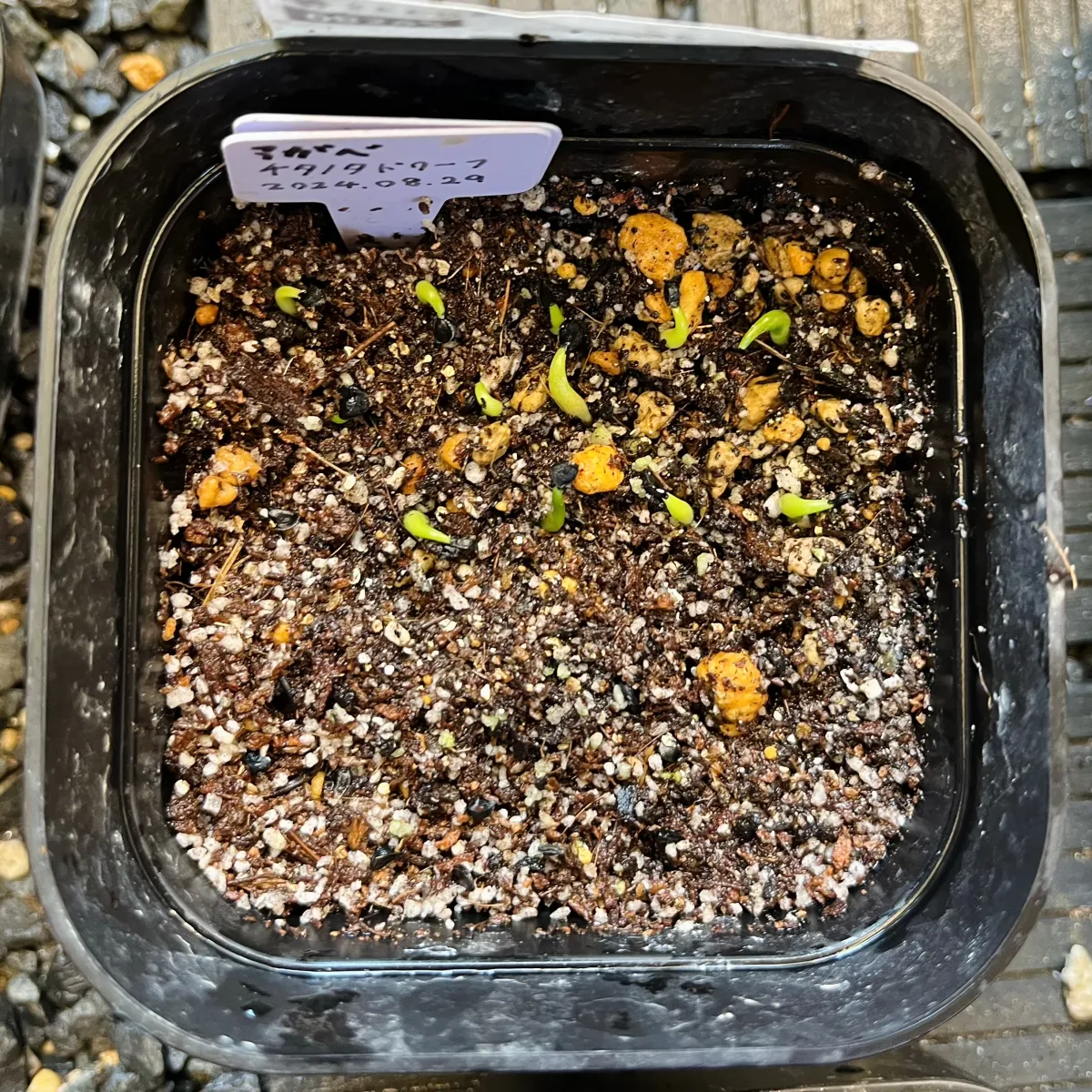 Agave titanota (アガベ チタノタ ドワーフ)