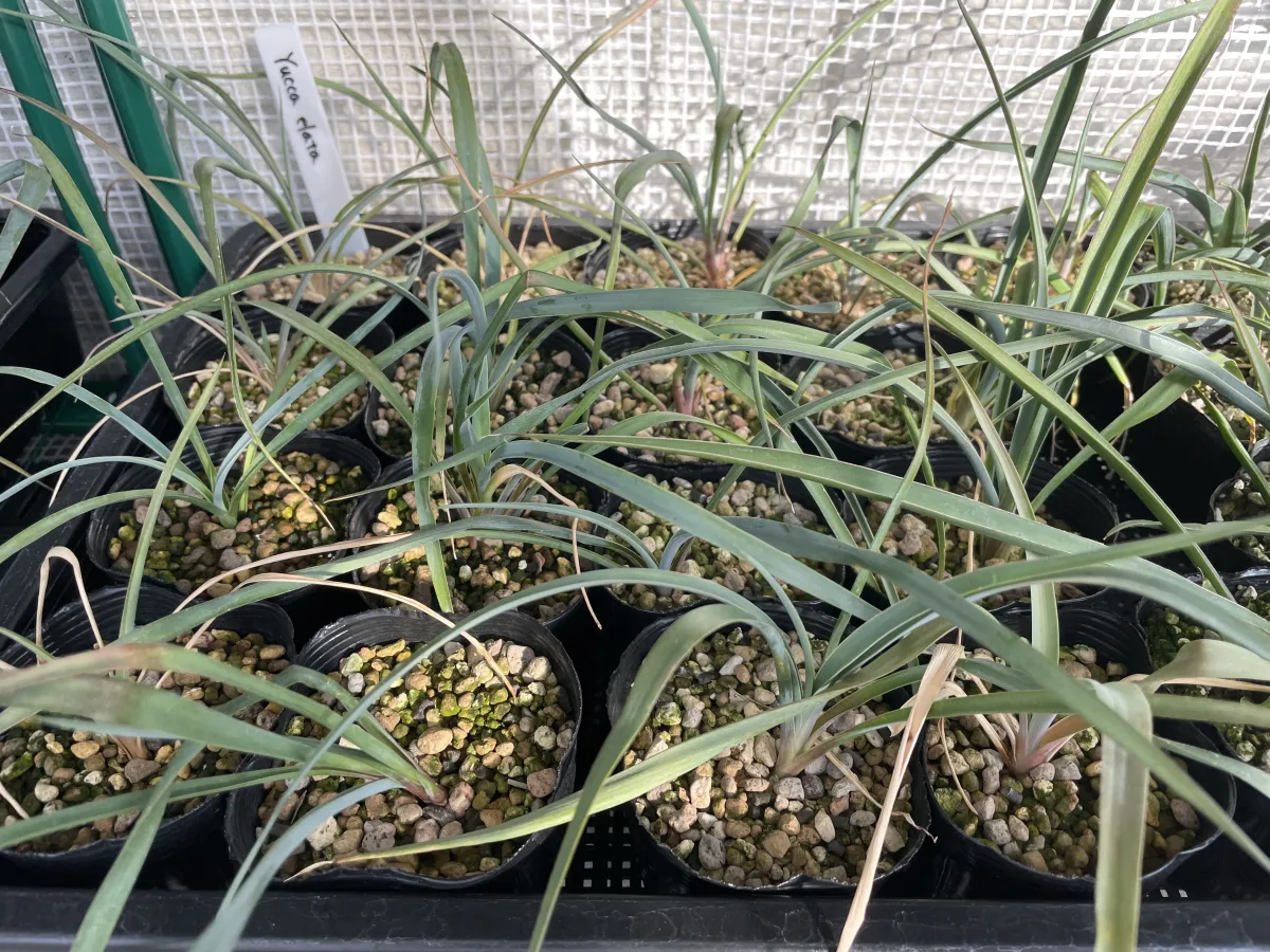 Yucca elata (ユッカ エラータ)