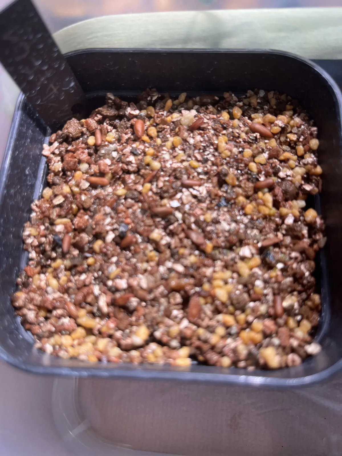 Pachypodium brevicaule subsp. leucoxanthum (パキポディウム レウコキサンツム)