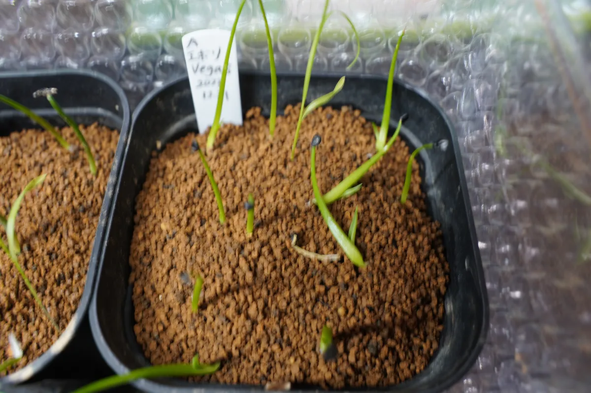 Agave utahensis var. eborispina 'Vegas' (アガベ エボリスピナ ヴェガス)